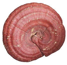 索尼补偿PSN宕机：所有PS+会员延长5天